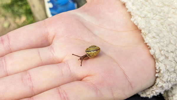 Ausflüge in den Wald – Schnecke