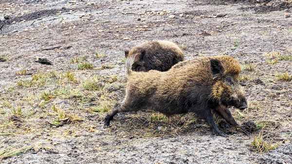 Ausflug ins Wildgehege